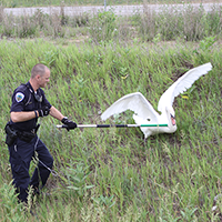 Officer Gravis - Swan Rescue